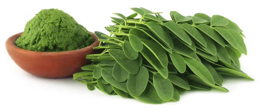 Ghanaian researchers discover the nutritional value of moringa leaves