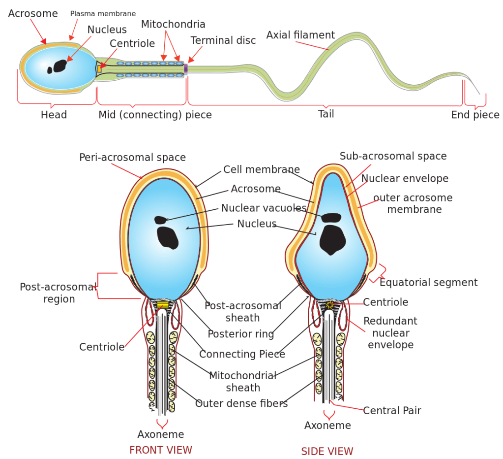 Male fertility: how everyday chemicals are destroying sperm counts in humans and animals – The&nbsp;Conversation