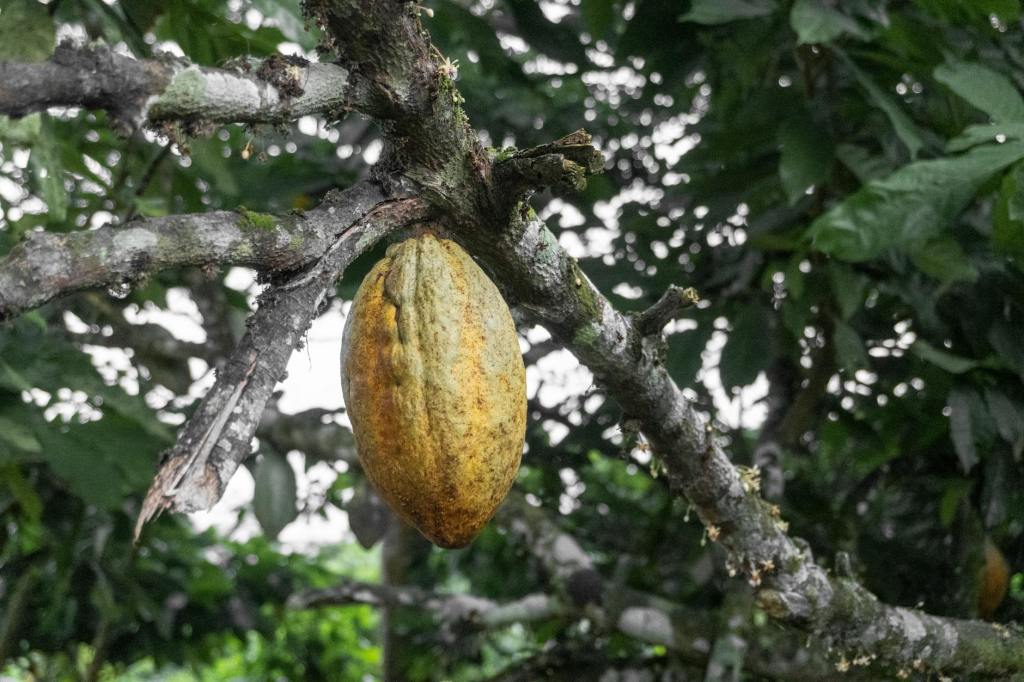 3 Causes Of Cocoa Production Decline In Ghana