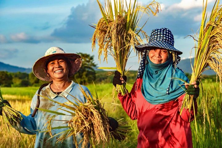 Adopting Biotech Crops: A Solution for Malaysia’s Agriculture