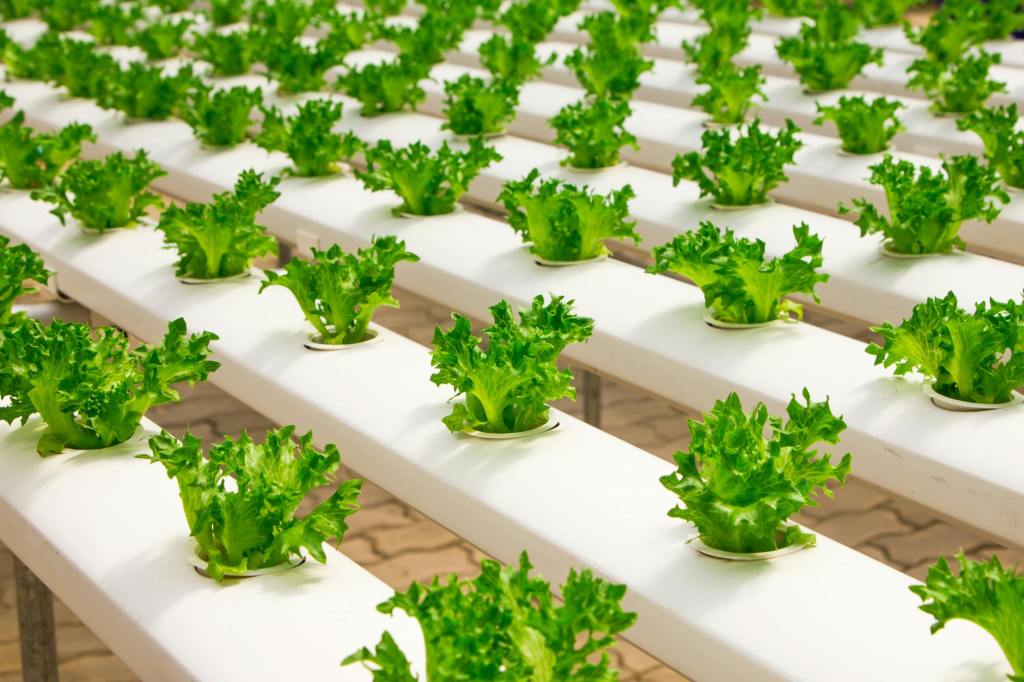 The New Roots of Agriculture: How Hydroponics is Powering the Future of&nbsp;Food