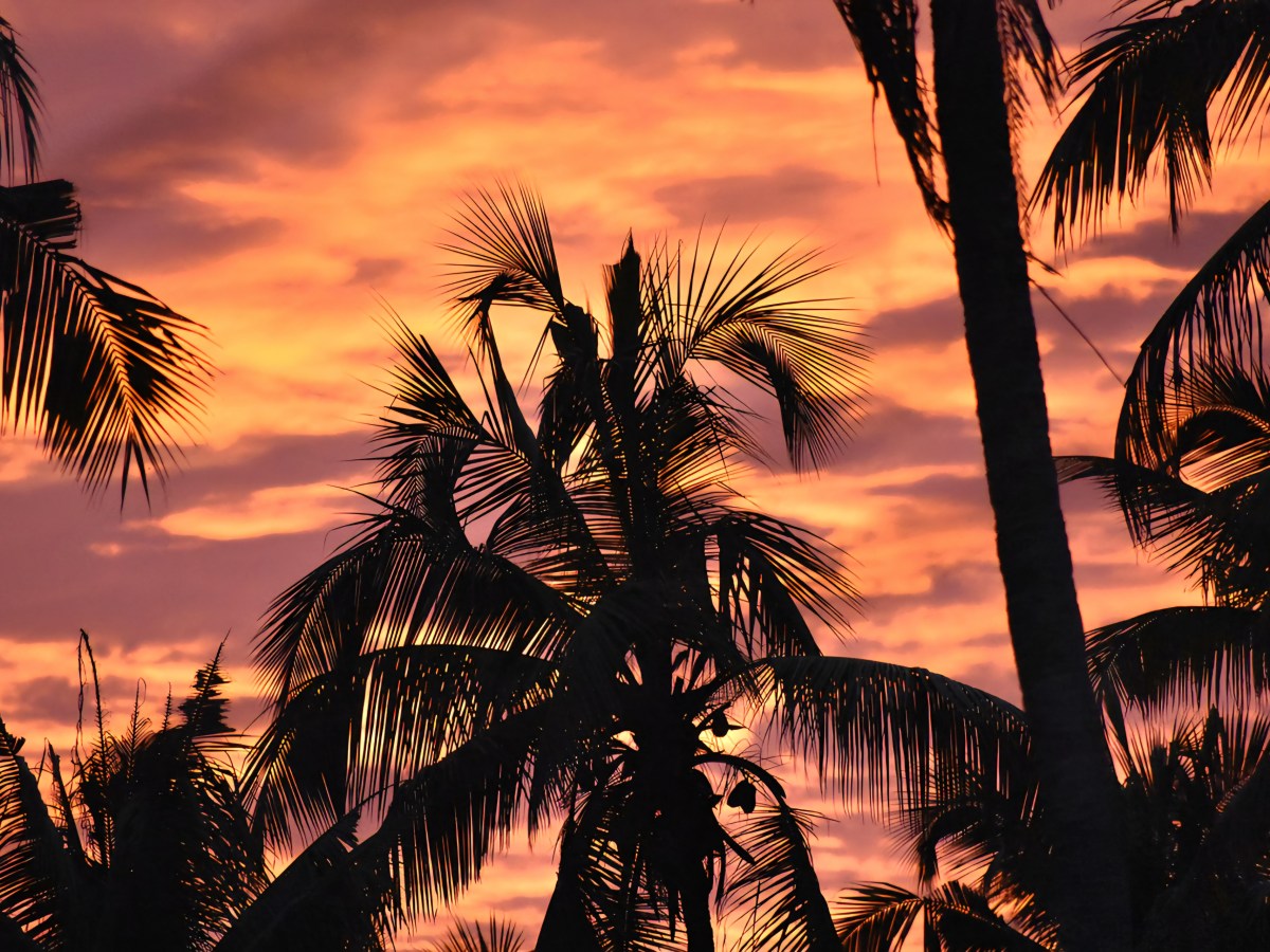 The Big Tree Murders: Chapter&nbsp;4