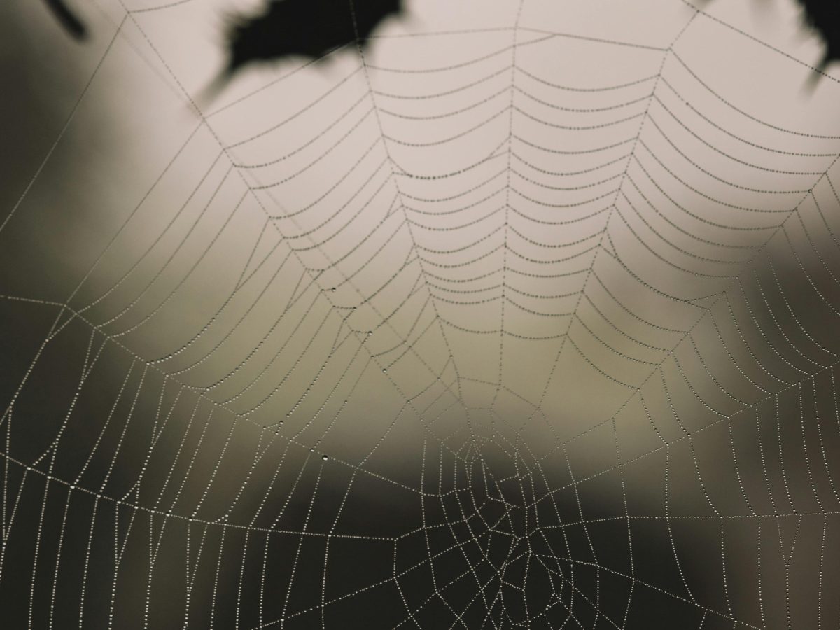 The Big Tree Murders: Chapter&nbsp;7