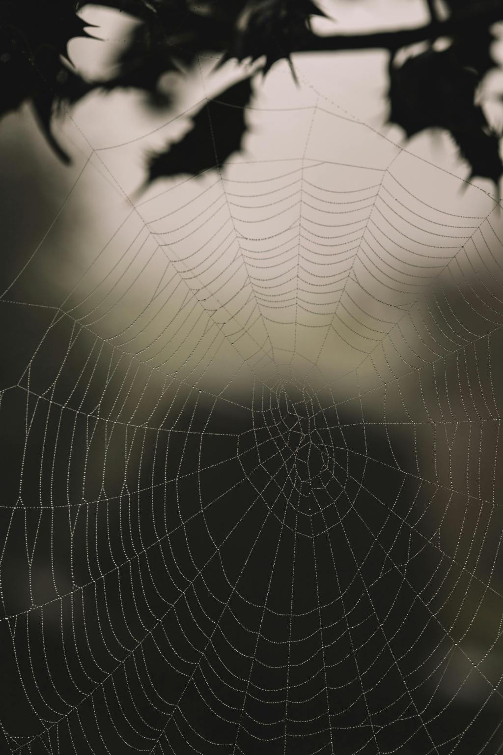 The Big Tree Murders: Chapter&nbsp;7