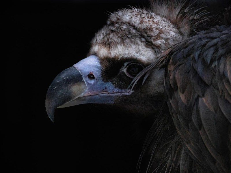 The Big Tree Murders: Chapter&nbsp;10