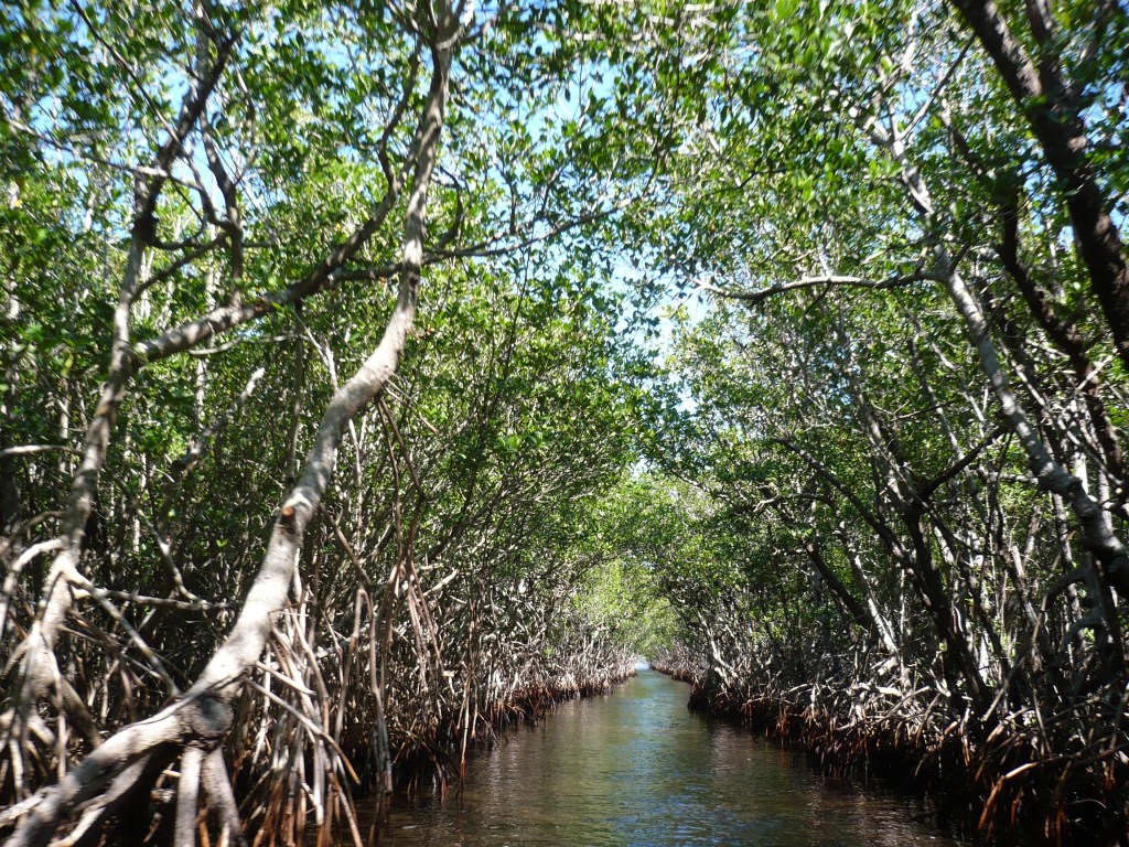 Mangrove restoration is becoming big business – The Conversation